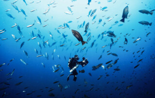 meandmyrEvo - Arnau Argemi Gonzalez