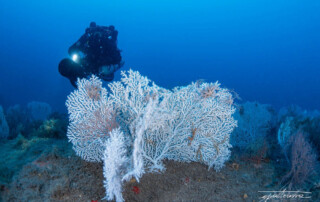 meandmyrEvo - Giuseppe Pastoressa