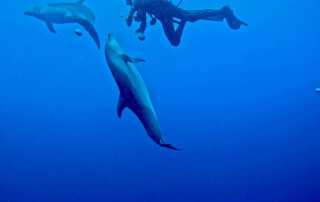 meandmyrEvo - Jean Bottequin