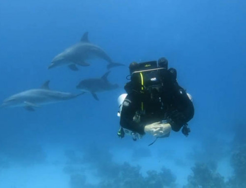 meandmyrEvo – Ignoring the Dolphins