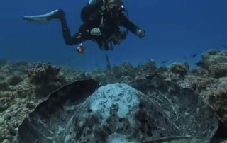 meandmyrEvo - Bertrand Gaillaux