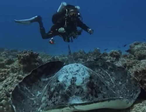 meandmyrEvo – When a Stingray Meets a rEvo