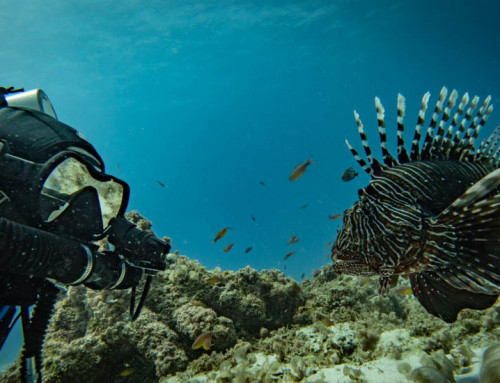 meandmyrEvo – Never Stop Making Friends