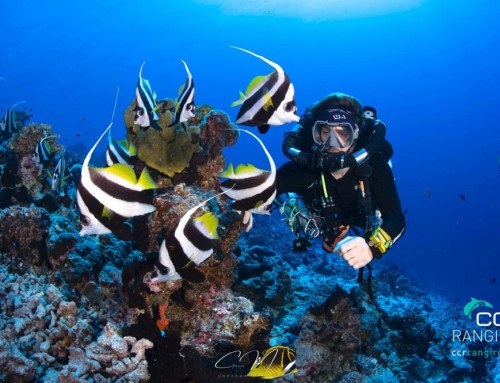 meandmyrEvo – Surrounded by Bannerfish