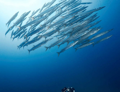 meandmyrEvo – Hanging Out With the Barracuda